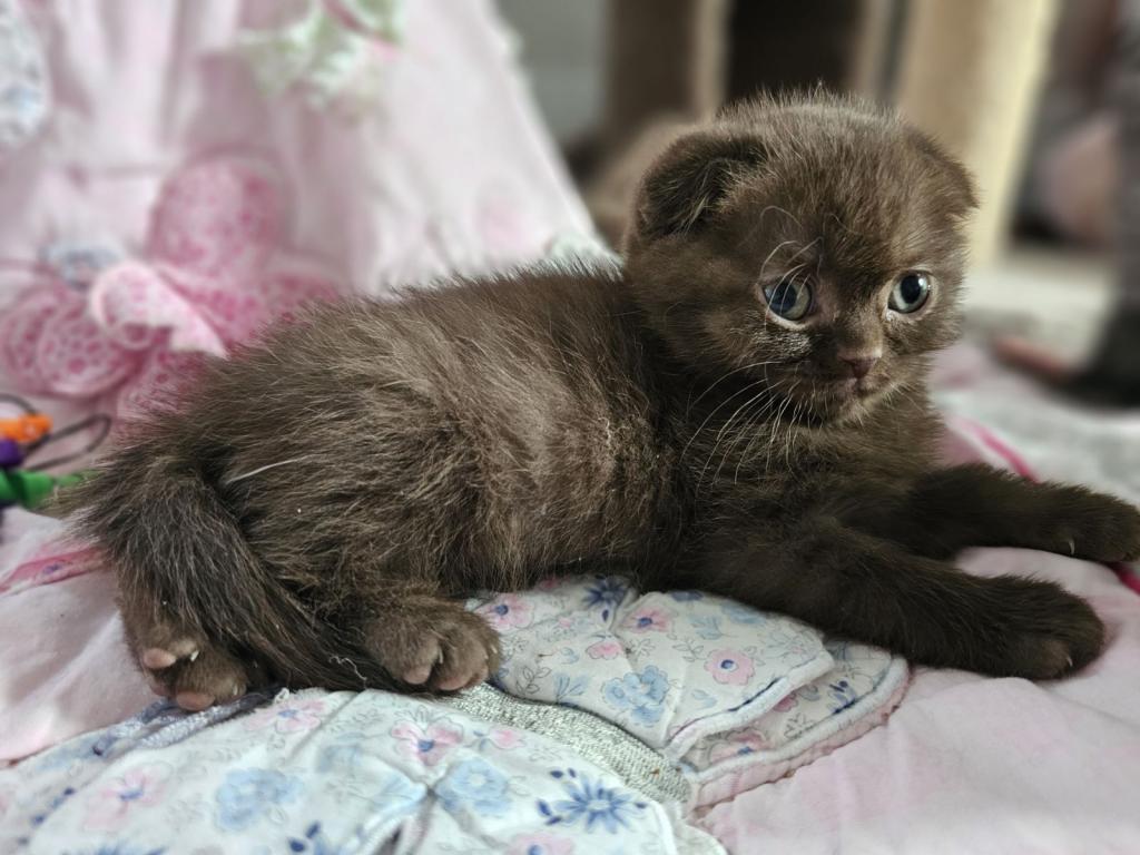 LUXURY SCOTTISH FOLDS photo 95