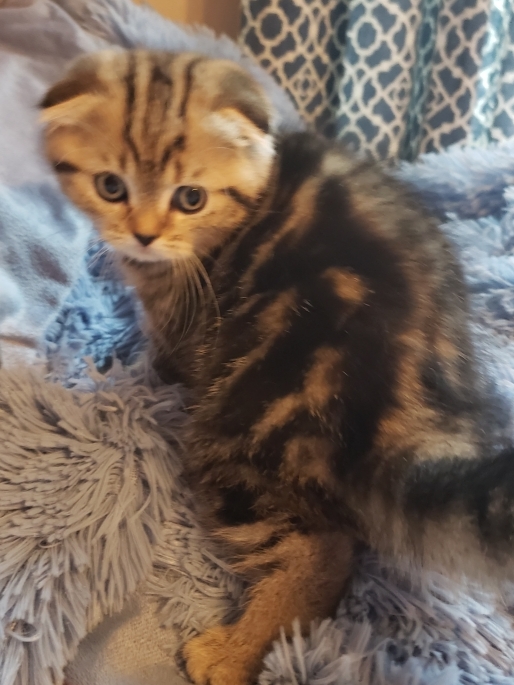 LUXURY SCOTTISH FOLDS photo 24