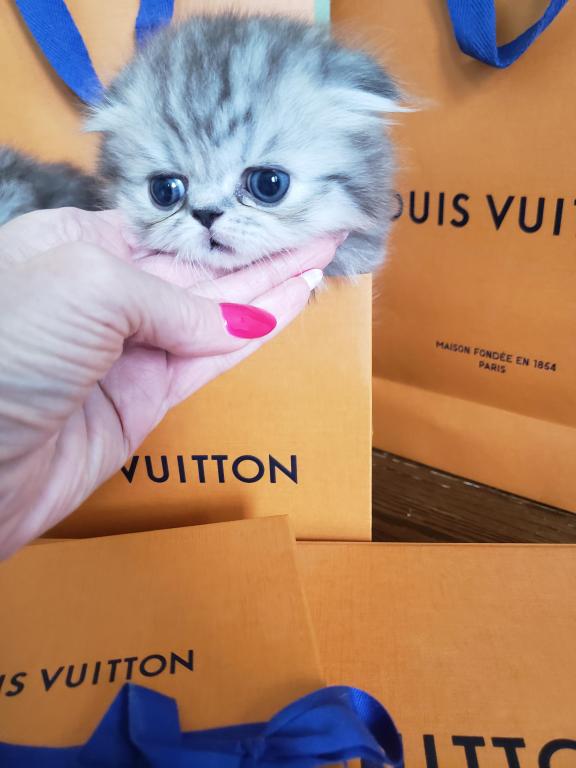 LUXURY SCOTTISH FOLDS photo 30