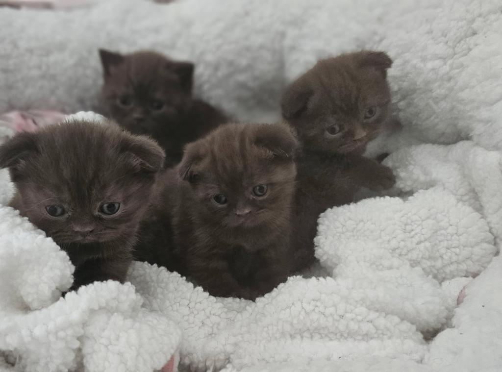 LUXURY SCOTTISH FOLDS photo 86