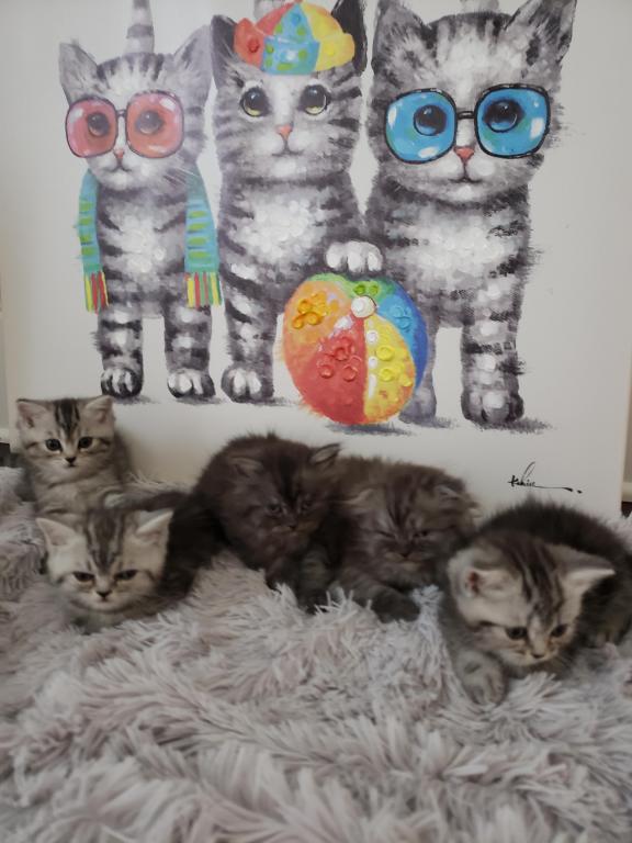 LUXURY SCOTTISH FOLDS photo 23