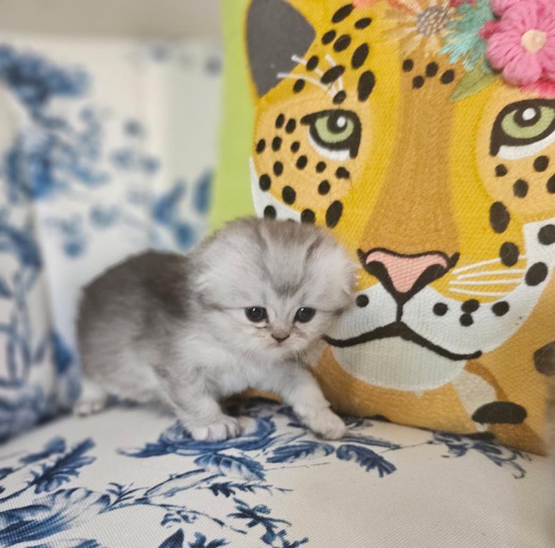 LUXURY SCOTTISH FOLDS photo 84