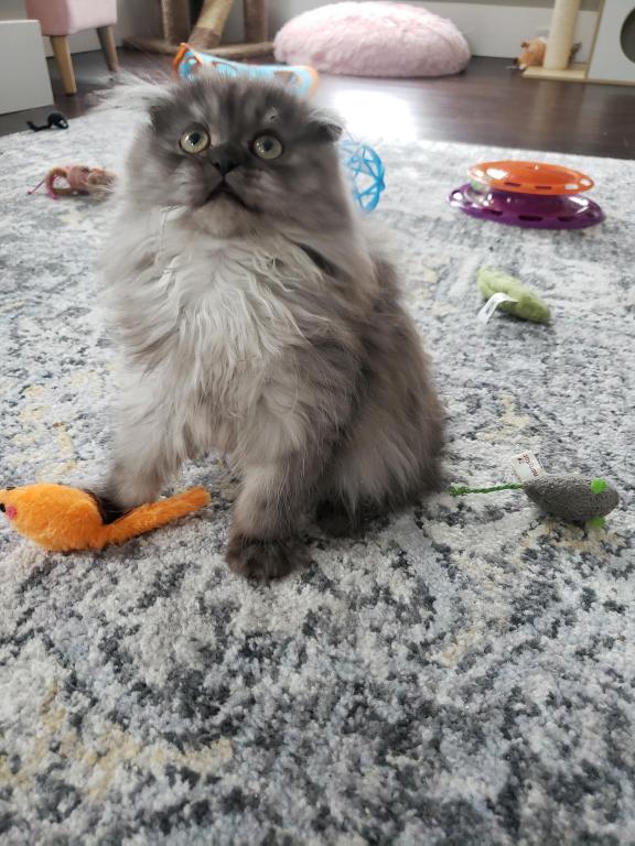LUXURY SCOTTISH FOLDS photo 14