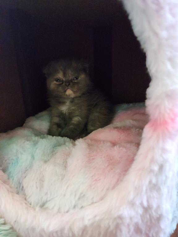 LUXURY SCOTTISH FOLDS photo 102