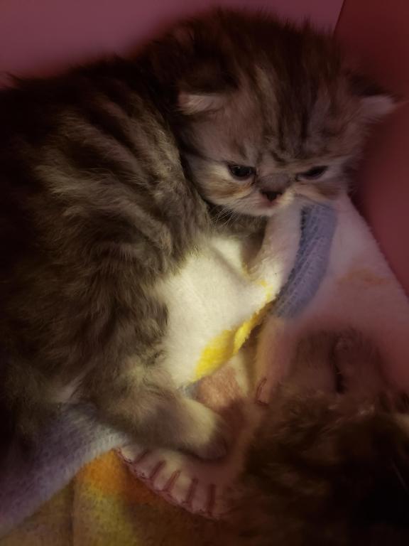 LUXURY SCOTTISH FOLDS photo 38