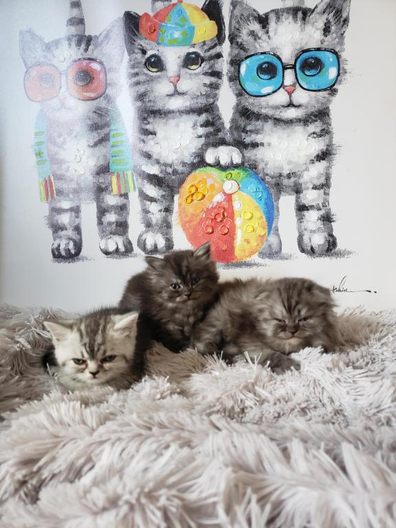 LUXURY SCOTTISH FOLDS photo 19