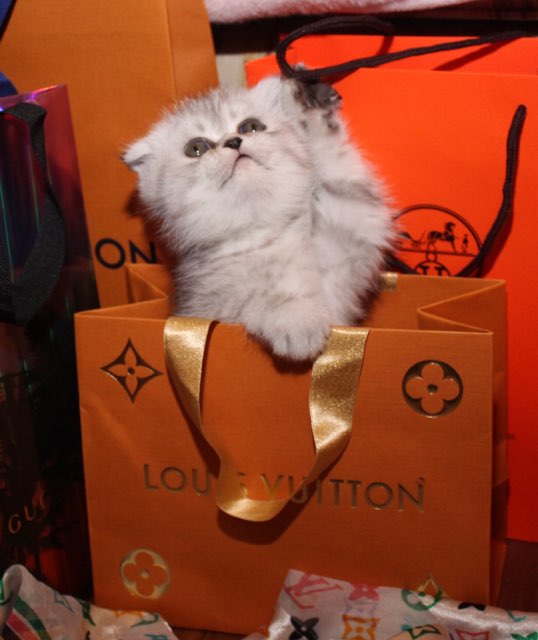LUXURY SCOTTISH FOLDS photo 69