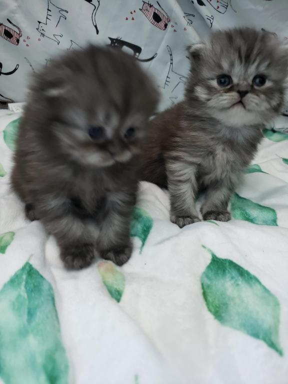 LUXURY SCOTTISH FOLDS photo 49