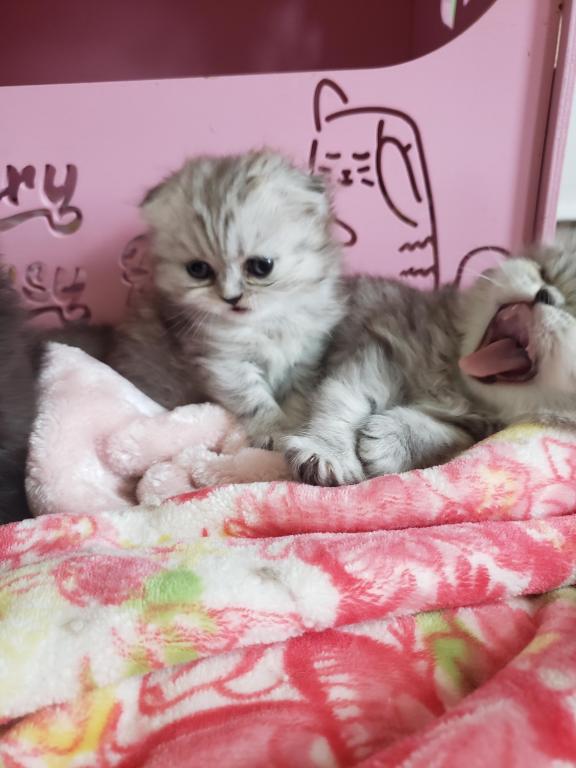 LUXURY SCOTTISH FOLDS photo 34