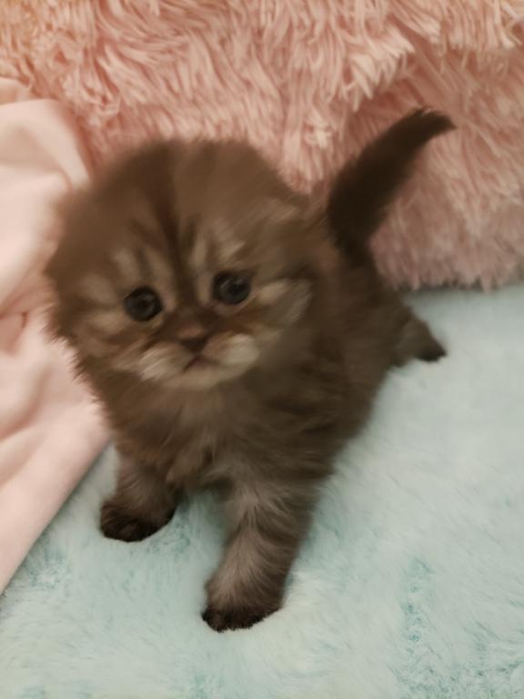 LUXURY SCOTTISH FOLDS photo 10