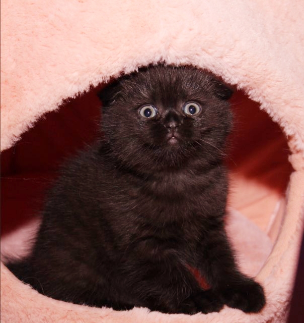 LUXURY SCOTTISH FOLDS photo 39