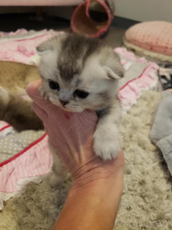 LUXURY SCOTTISH FOLDS photo 43