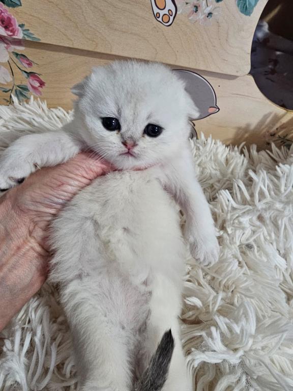 LUXURY SCOTTISH FOLDS photo 87