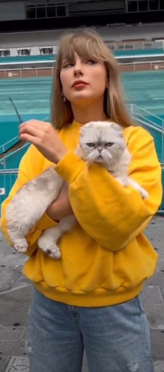 LUXURY SCOTTISH FOLDS photo 89