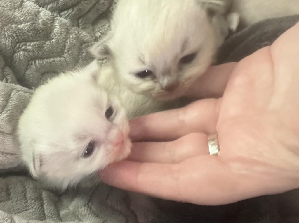 2 Male Ragdoll Kittens photo 2
