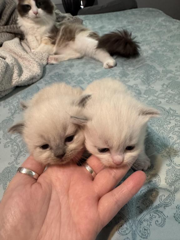 2 Male Ragdoll Kittens photo 1