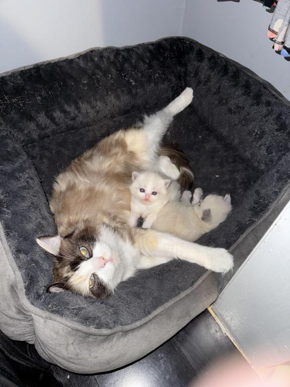 2 Male Ragdoll Kittens photo 4