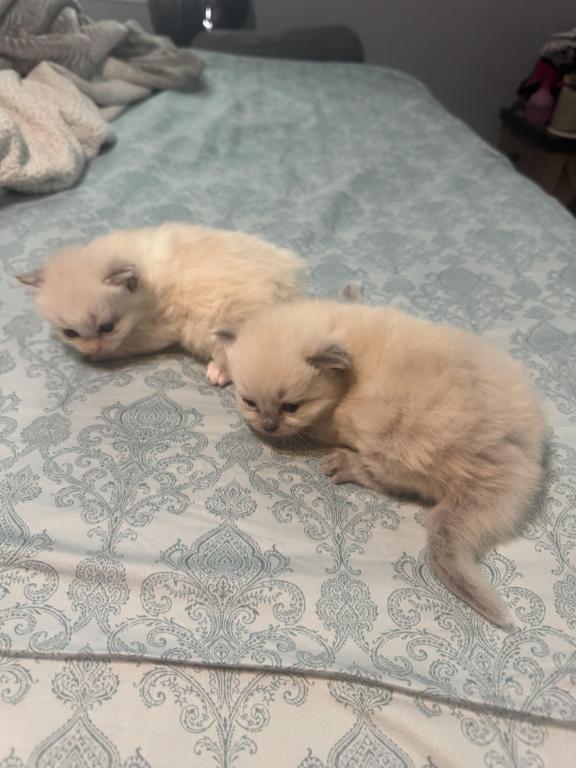 2 Male Ragdoll Kittens photo 3