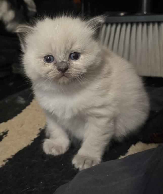 Male Ragdoll Kitten photo 6