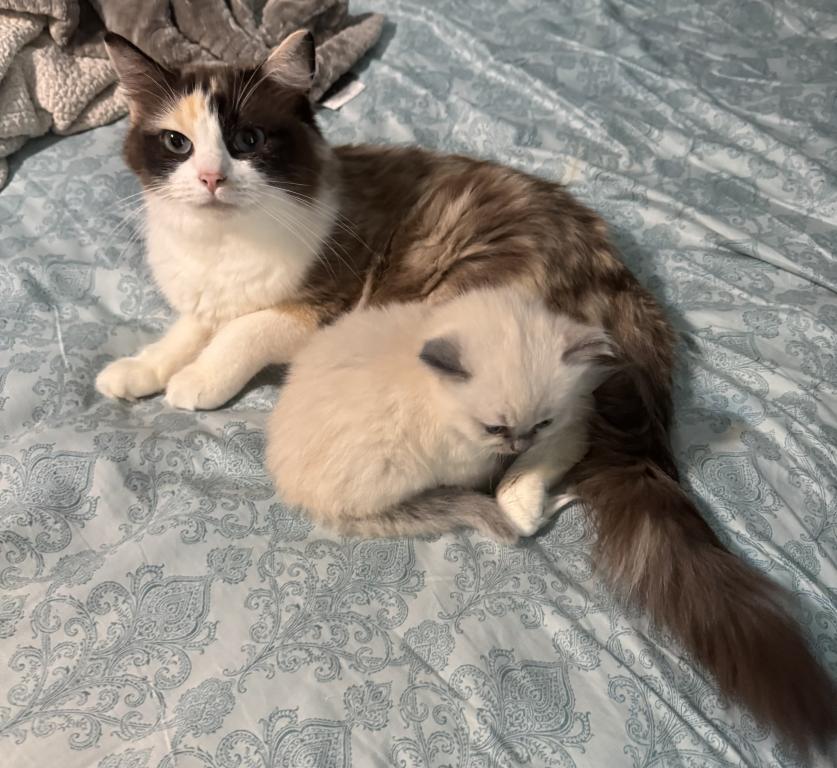 Male Ragdoll Kitten photo 3