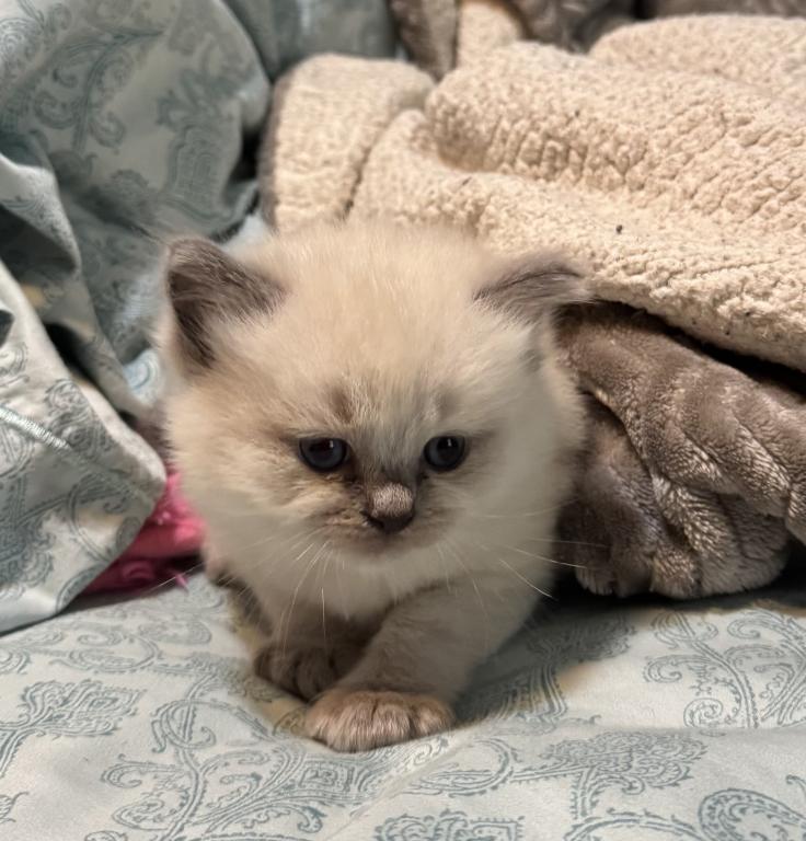 Male Ragdoll Kitten photo 1