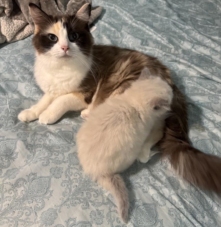 Male Ragdoll Kitten photo 4