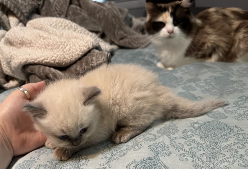 Male Ragdoll Kitten photo 5