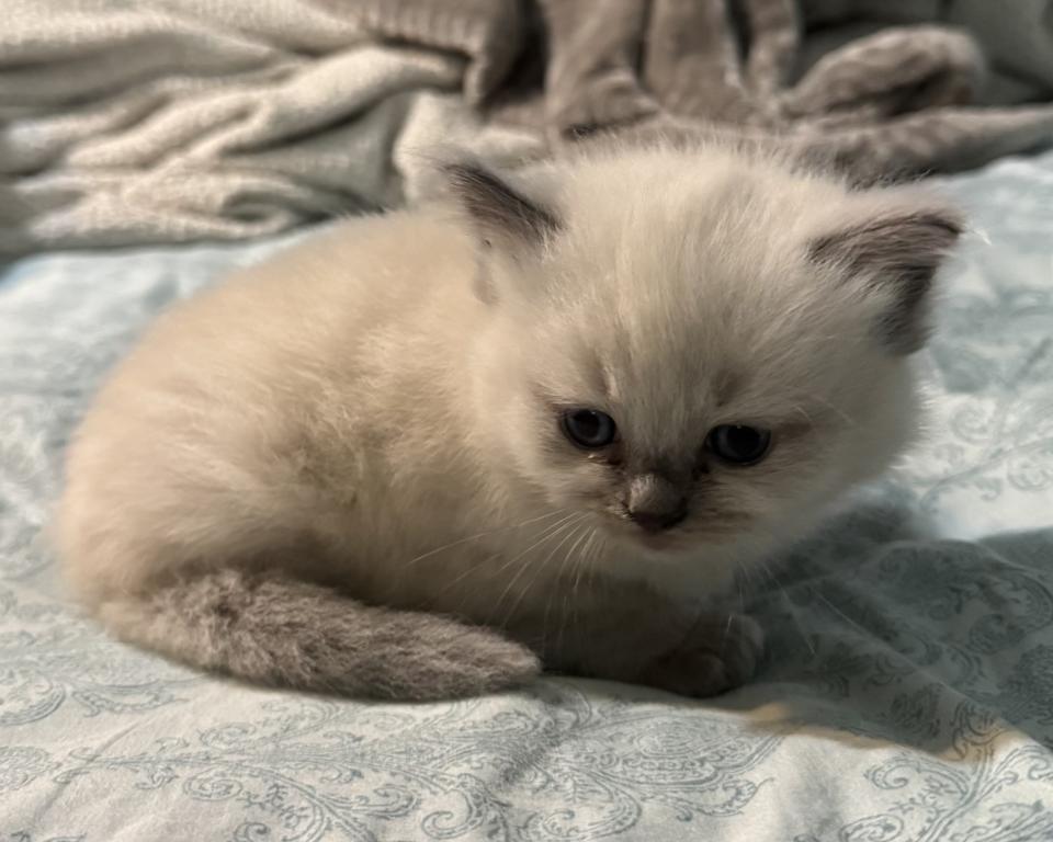 Male Ragdoll Kitten photo 2