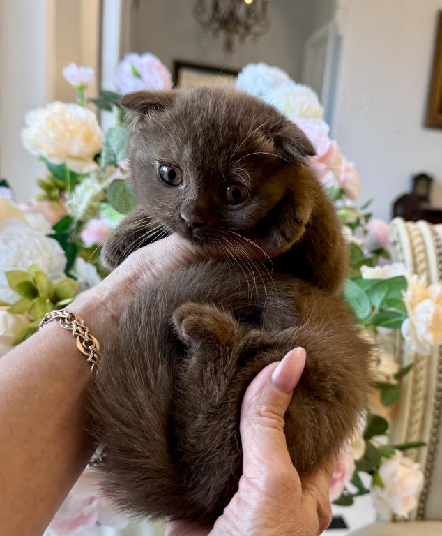 Older Scottish Fold Chocolate Female photo 4