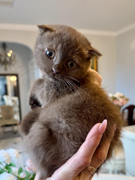 Older Scottish Fold Chocolate Female photo 3
