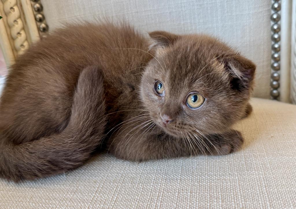 Older Scottish Fold Chocolate Female