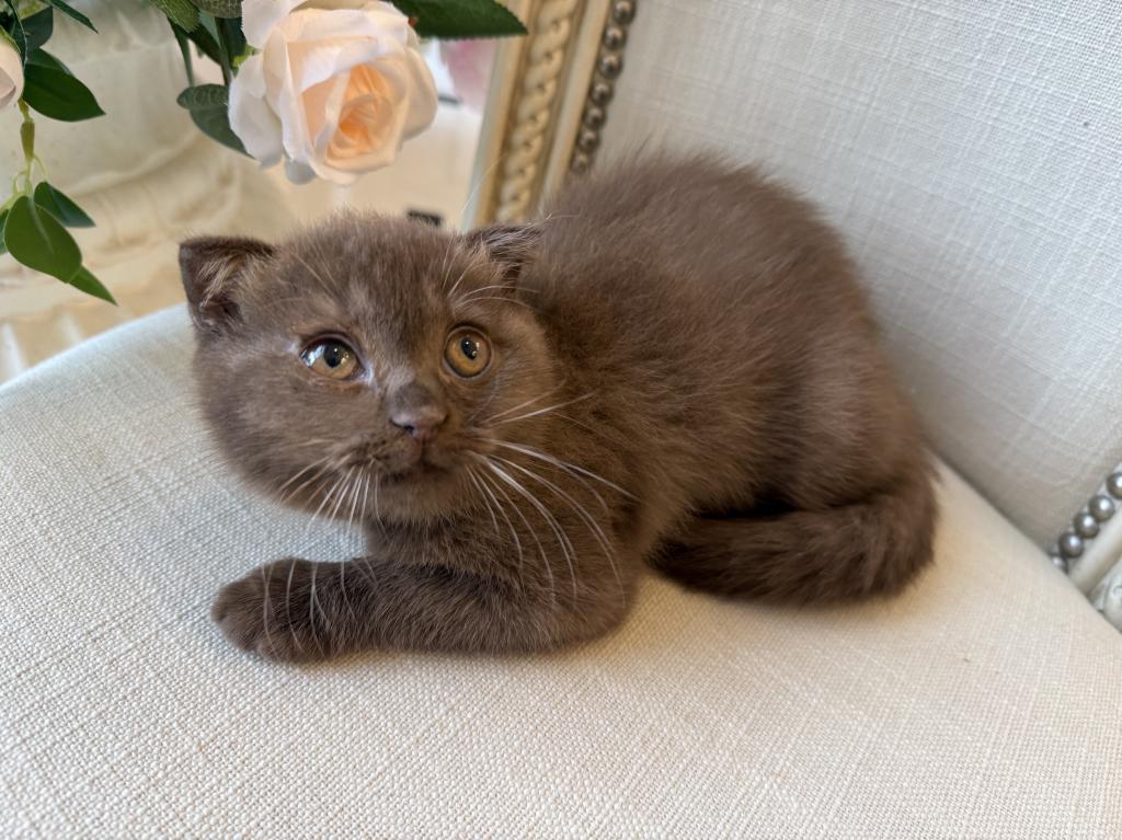 Older Scottish Fold Chocolate Female photo 2