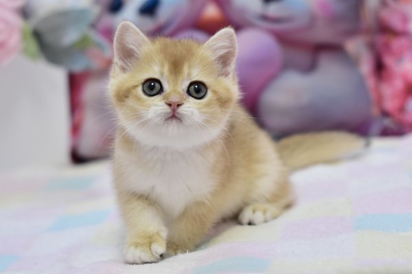 British Fluffy photo 3