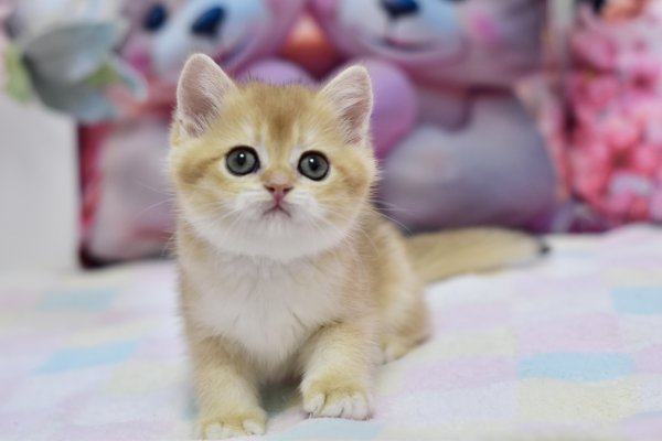British Fluffy photo 1