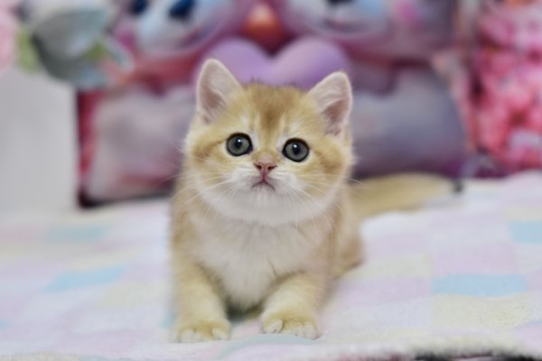 British Fluffy photo 4