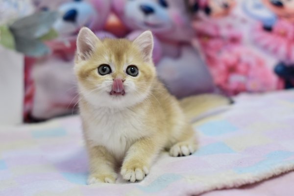 British Fluffy photo 2