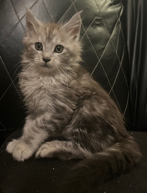 Lagertha Litter photo 1