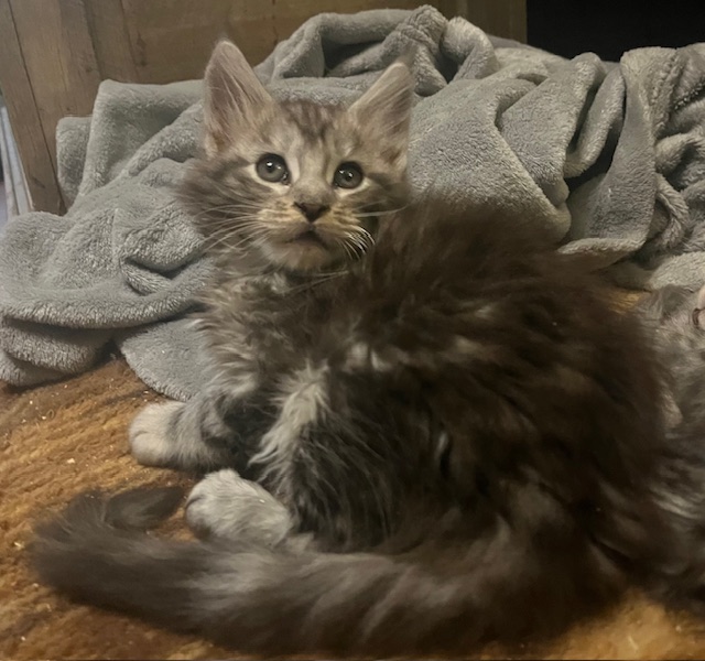 Lagertha Litter photo 3
