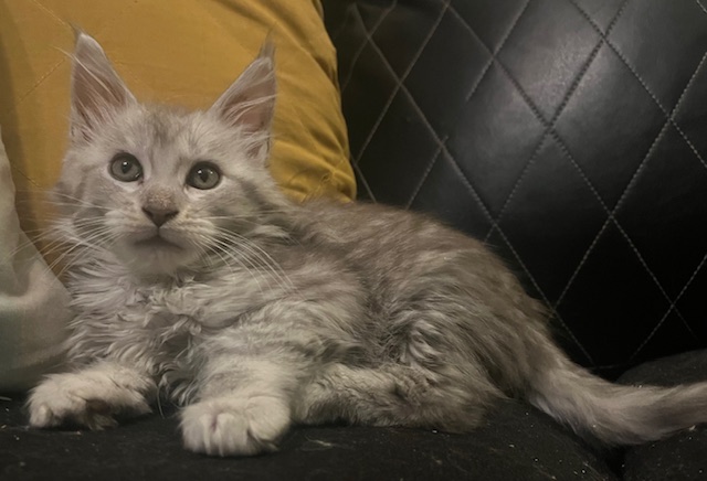 Lagertha Litter photo 2
