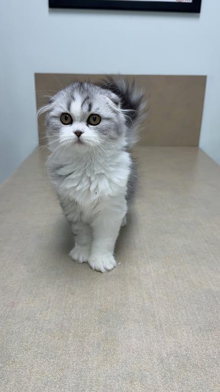 Black Silver Tabby Sweet Girl photo 2