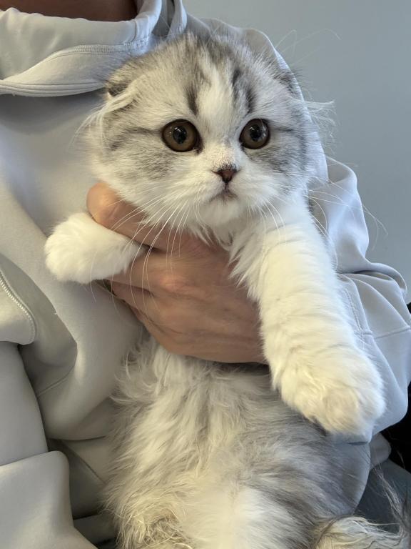 Black Silver Tabby Sweet Girl photo 7