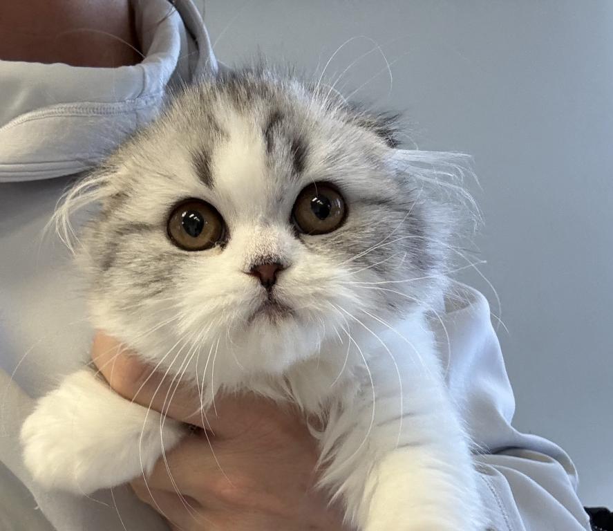 Black Silver Tabby Sweet Girl photo 1