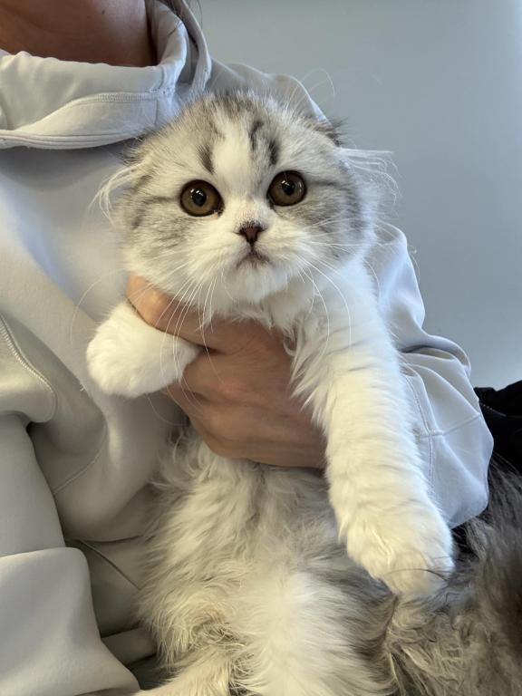 Black Silver Tabby Sweet Girl photo 8
