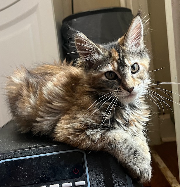 Xena Litter photo 2