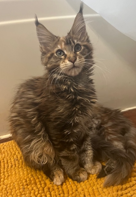 Xena Litter photo 1