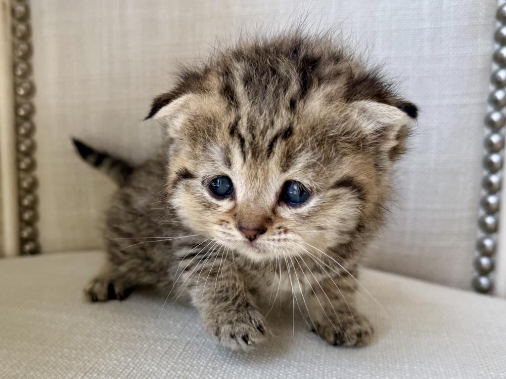 Scottish Fold Golden Tabby Male photo 4