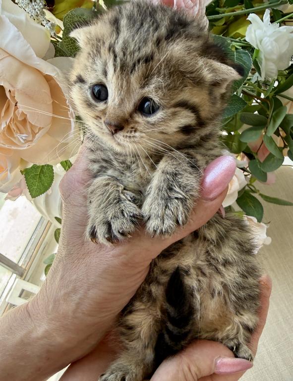 Scottish Fold Golden Tabby Male photo 2