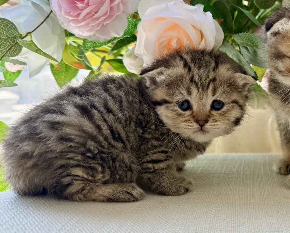 Scottish Fold Golden Tabby Male