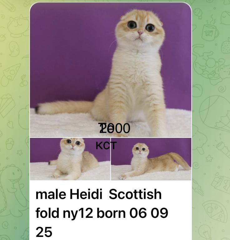 Heidi