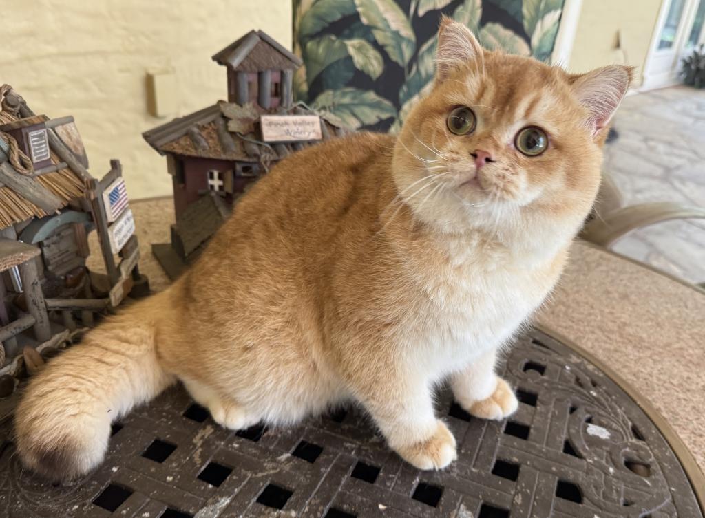 British Shorthair Golden Male